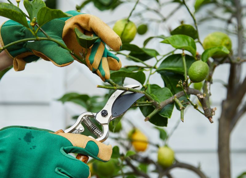 Branches Pruning in Pottstown, PA