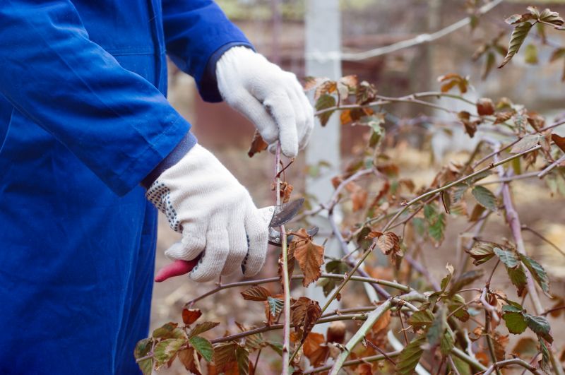 Butterfly Bush Pruning in Honolulu, HI