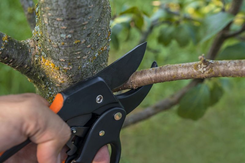 Canopy Pruning in Reno, NV