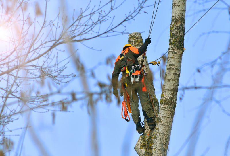 Commercial Tree Service in San Jose, CA