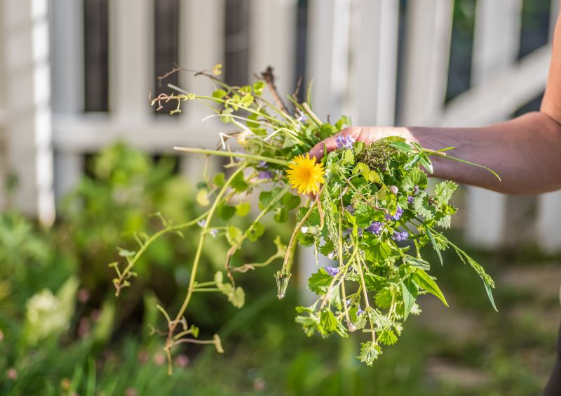 Flower Bed Weeding Service in Honolulu, HI