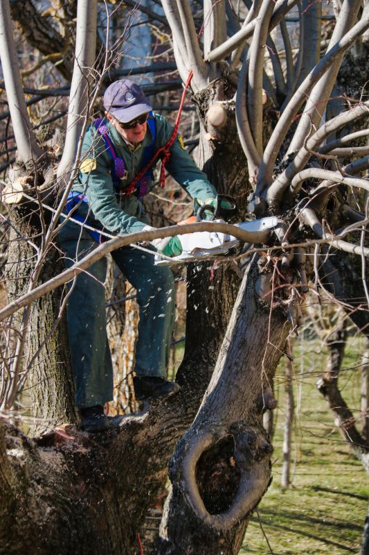 Magnolia Tree Pruning in Allentown, PA