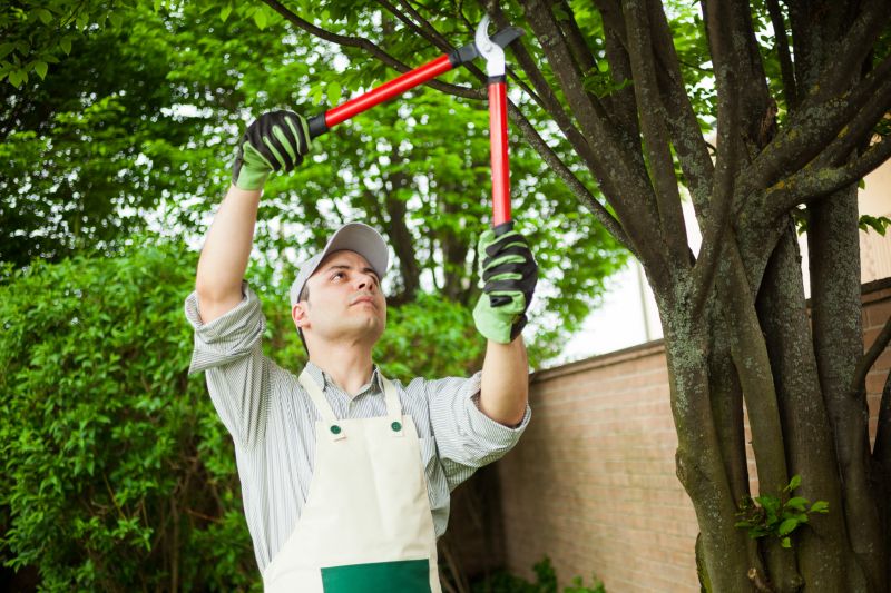 Pear Tree Pruning in Pottstown, PA
