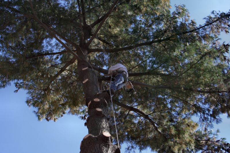 Arborist at Work