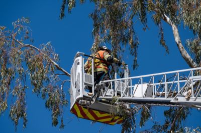 Climbing Tree Care